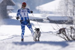 Lenk 2013